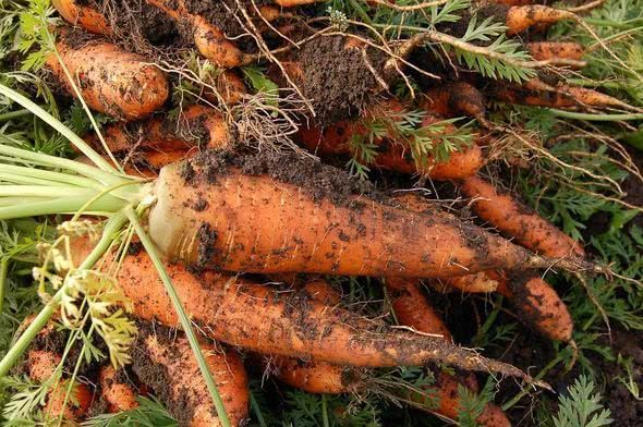 Морковь посадка и уход в открытом грунте когда сажать