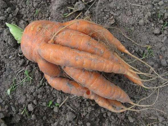рогатая морковь