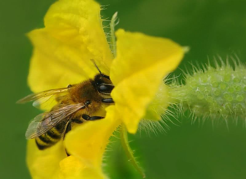 пчелка в цветке