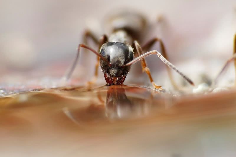 муравей ест