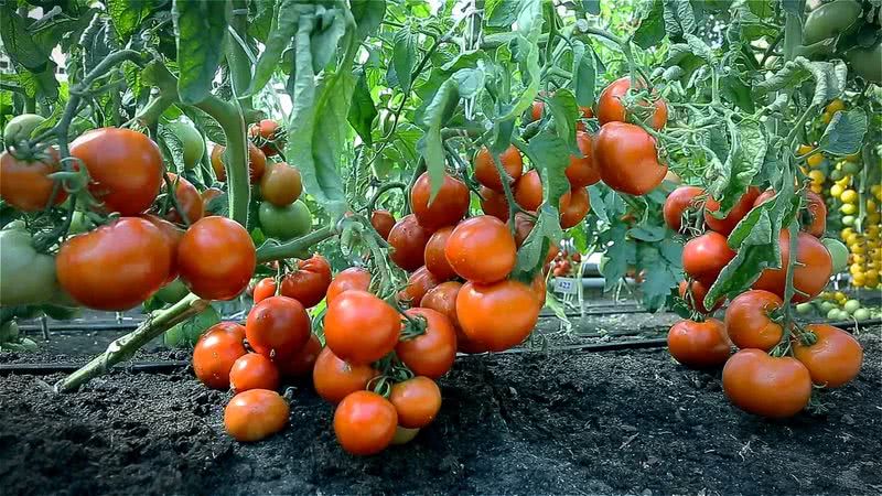 22.06.2020 tomat 1