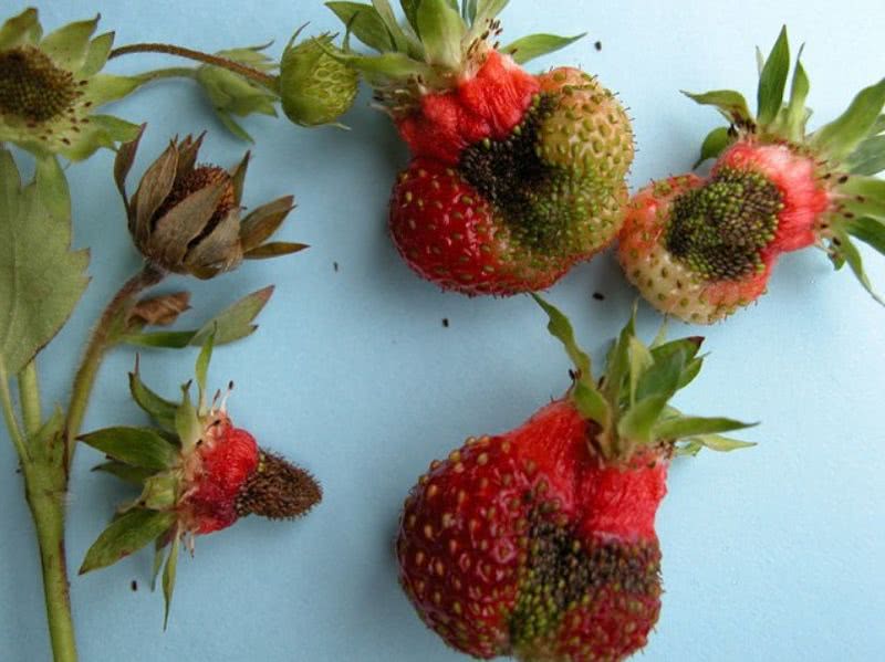 деформированные ягоды